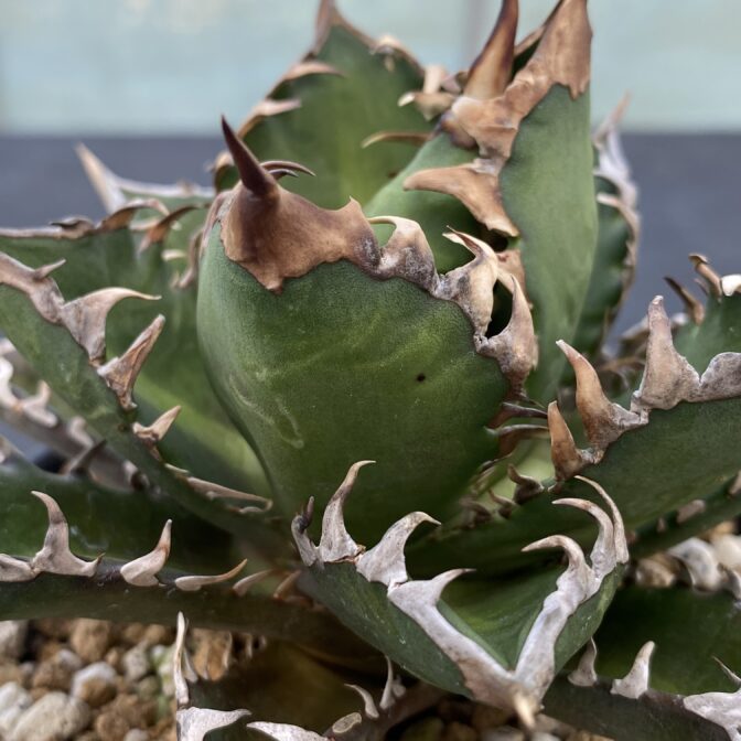 アガべ　レッドキャットウィーズル