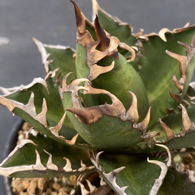 アガベ レッドキャットウィーズル ④ | 植物でワクワクを