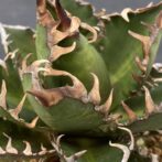 アガべ　レッドキャットウィーズル