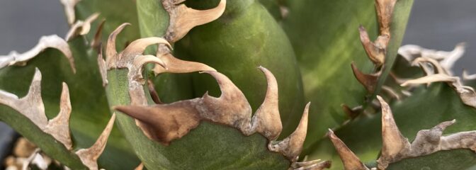 ネームドアガベの世界へようこそ