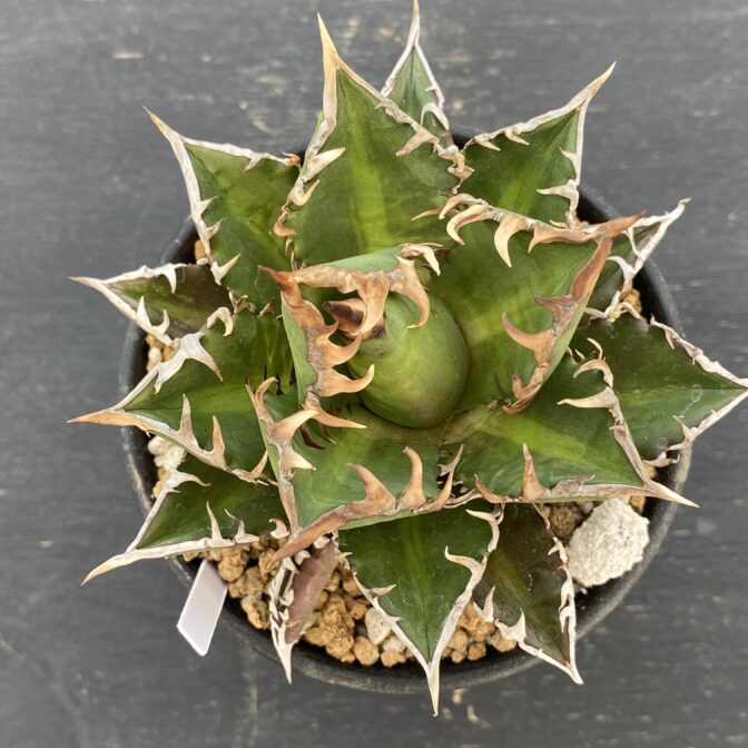 アガべ　レッドキャットウィーズル