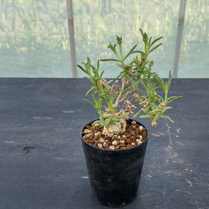 メストクレマ　マクロリズム