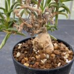 メストクレマ　マクロリズム