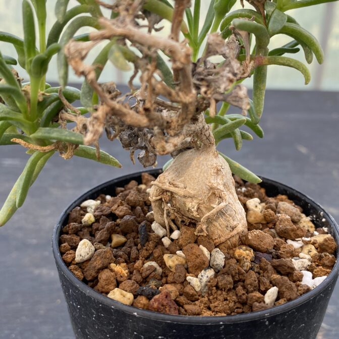 メストクレマ　マクロリズム