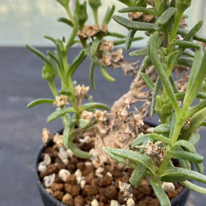 メストクレマ　マクロリズム