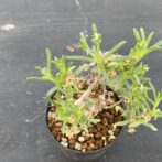 メストクレマ　マクロリズム