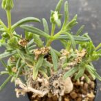 メストクレマ　マクロリズム