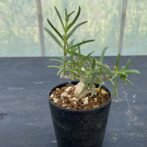 メストクレマ　マクロリズム