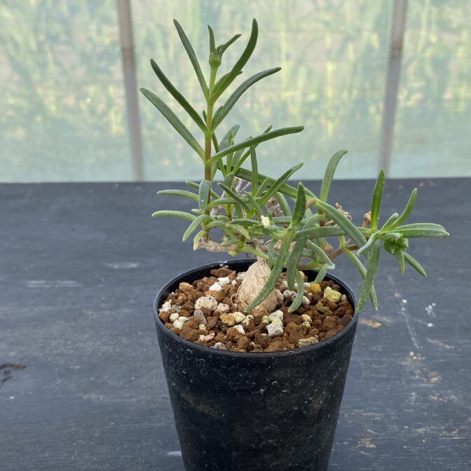 メストクレマ　マクロリズム