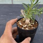 メストクレマ　マクロリズム