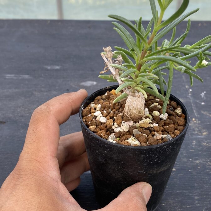 メストクレマ　マクロリズム