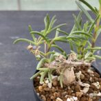 メストクレマ　マクロリズム