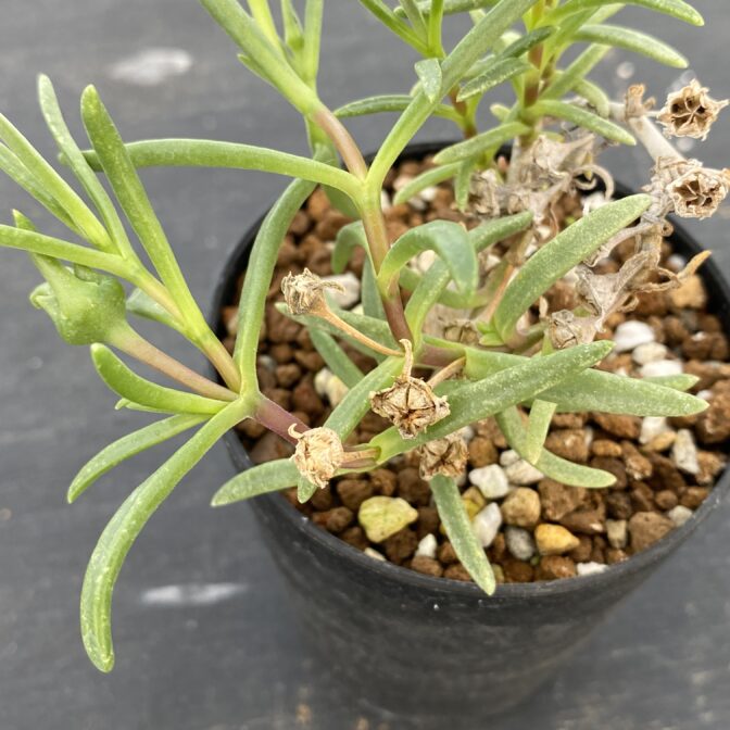 メストクレマ　マクロリズム