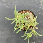 メストクレマ　マクロリズム