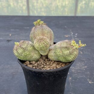 群生オベサ (♀株)