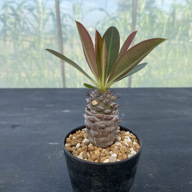 ユーフォルビア パキポディオイデス ① | 植物でワクワクを