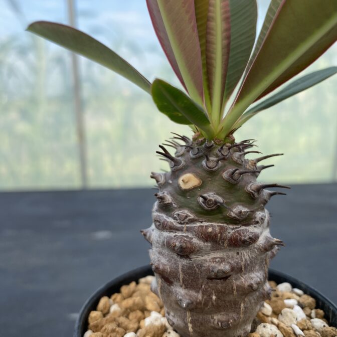 ユーフォルビアパキポディオイデス ユーフォルビア パキポディオイデス ① | 植物でワクワクを