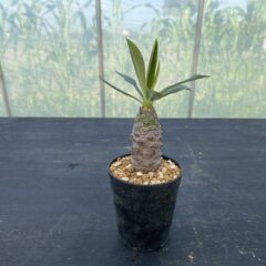ユーフォルビア パキポディオイデス ②