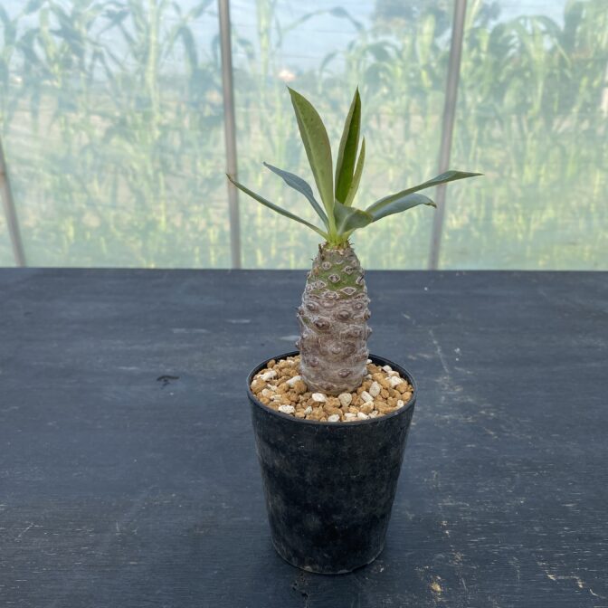 ユーフォルビア パキポディオイデス ② | 植物でワクワクを
