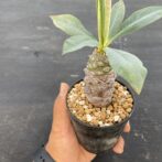 ユーフォルビア　パキポディオイデス