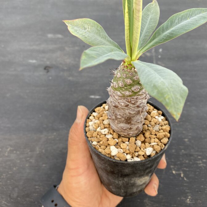 ユーフォルビア　パキポディオイデス