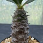 ユーフォルビア　パキポディオイデス