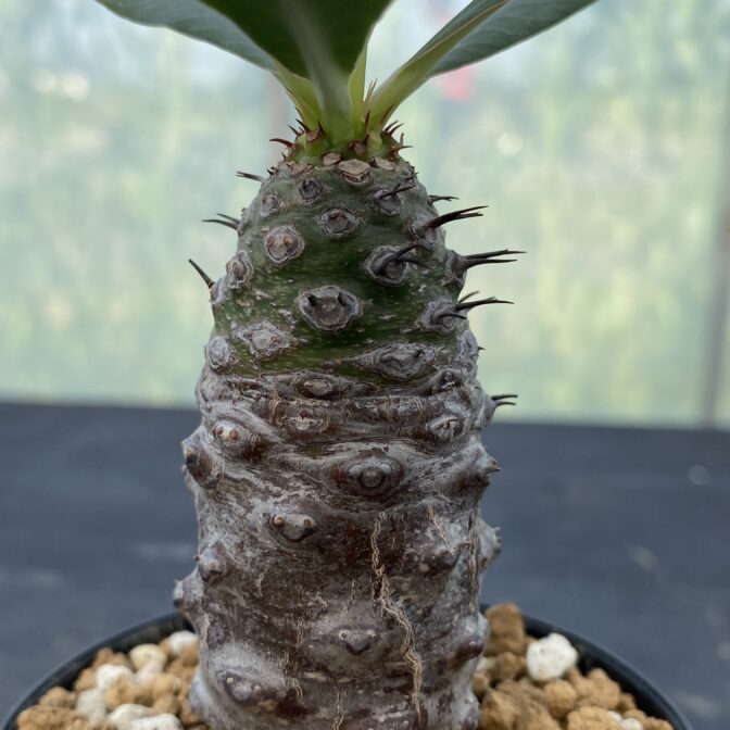 ユーフォルビア　パキポディオイデス