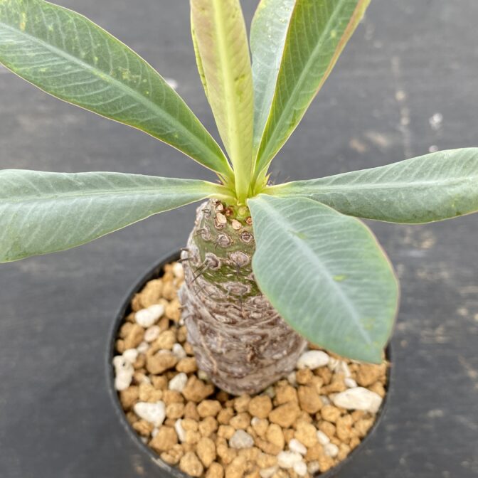 ユーフォルビア　パキポディオイデス