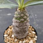 ユーフォルビア　パキポディオイデス