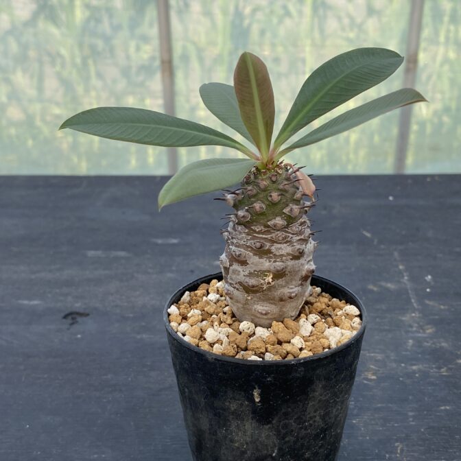 ユーフォルビア パキポディオイデス ③ | 植物でワクワクを