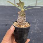 ユーフォルビア　パキポディオイデス