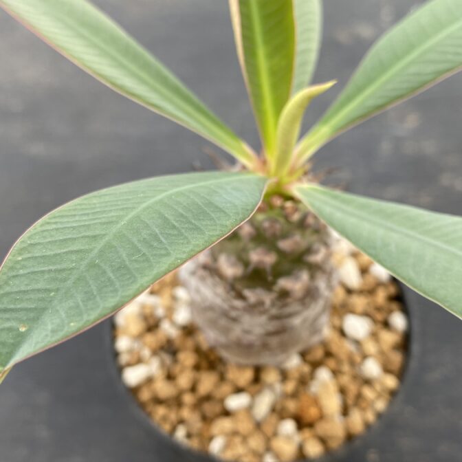 ユーフォルビア　パキポディオイデス