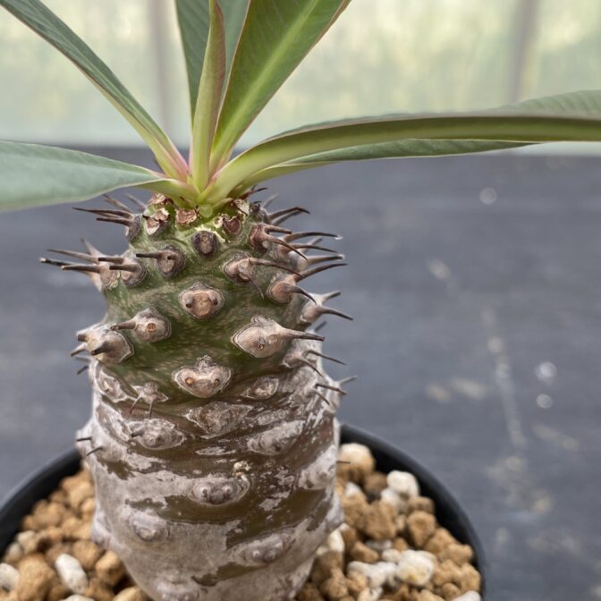 ユーフォルビア　パキポディオイデス