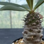 ユーフォルビア　パキポディオイデス