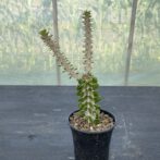 アローディア　プロセラ　亜竜木