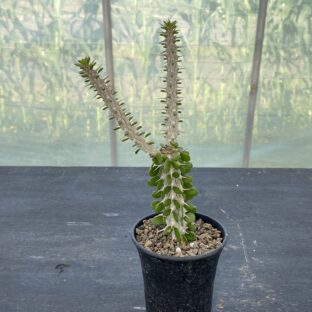 アローディア プロセラ （亜竜木）