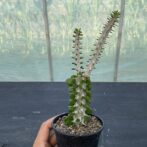 アローディア　プロセラ　亜竜木