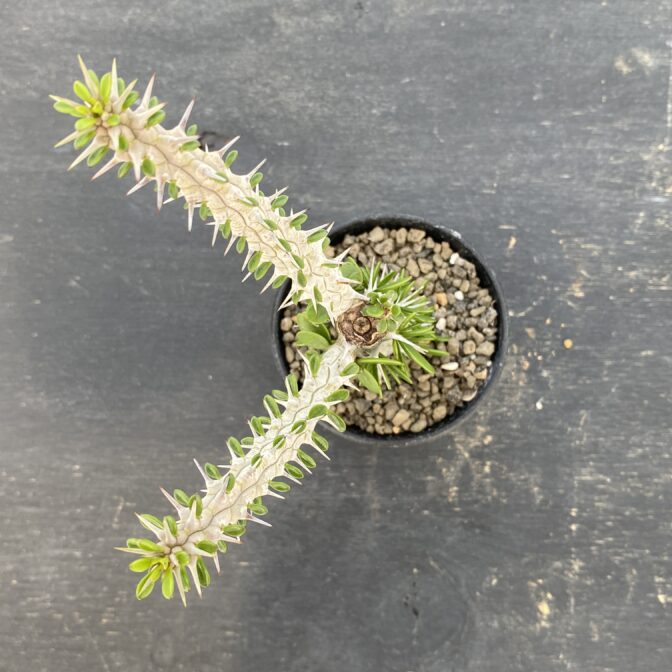 アローディア　プロセラ　亜竜木