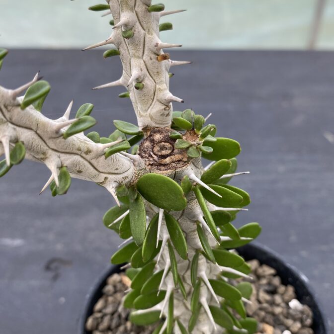 アローディア　プロセラ　亜竜木