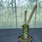 アローディア　プロセラ　亜竜木