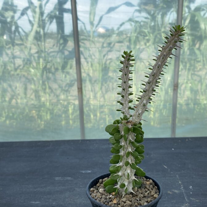 アローディア　プロセラ　亜竜木