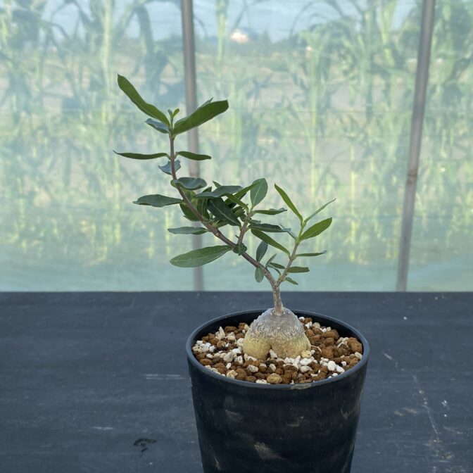 フォッケア　エデュリス