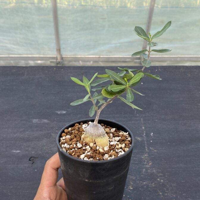 フォッケア　エデュリス