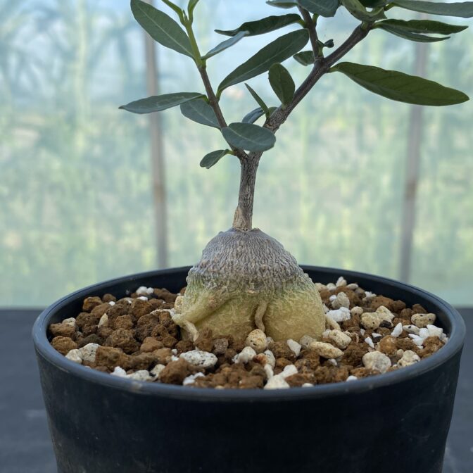 フォッケア　エデュリス