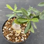 フォッケア　エデュリス