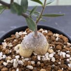 フォッケア　エデュリス