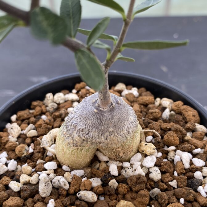 フォッケア　エデュリス