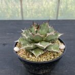 アガべ　姫厳竜