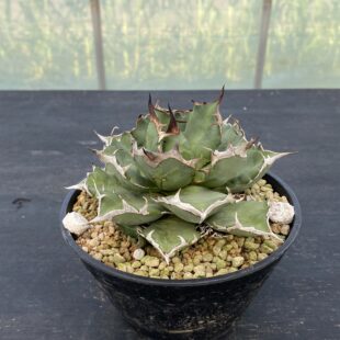 特別な植物に特別な鉢を ｜ Ms'+ (エムズプラス)