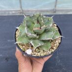 アガべ　姫厳竜